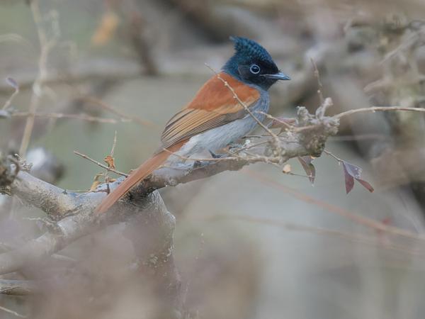 <h3><a href="/trips/oman/biota/animalia/chordata/aves/040 passeriformes/053 monarchidae/terpsiphone viridis/terpsiphone viridis-nl.html">Terpsiphone&nbsp;viridis</a> / African&nbsp;paradise&nbsp;flycatcher / Afrikaanse&nbsp;paradijsmonarch</h3>OM-1 Mark II met OLYMPUS M.150-400mm F4.5, 1/2000 sec  bij F5.0, ISO 6400, afstand 11.3&nbsp;m
